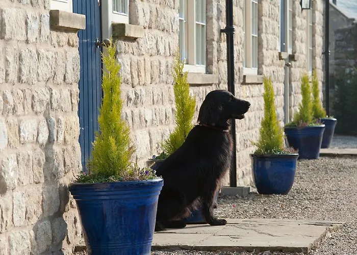 The White Swan Mini-hôtel